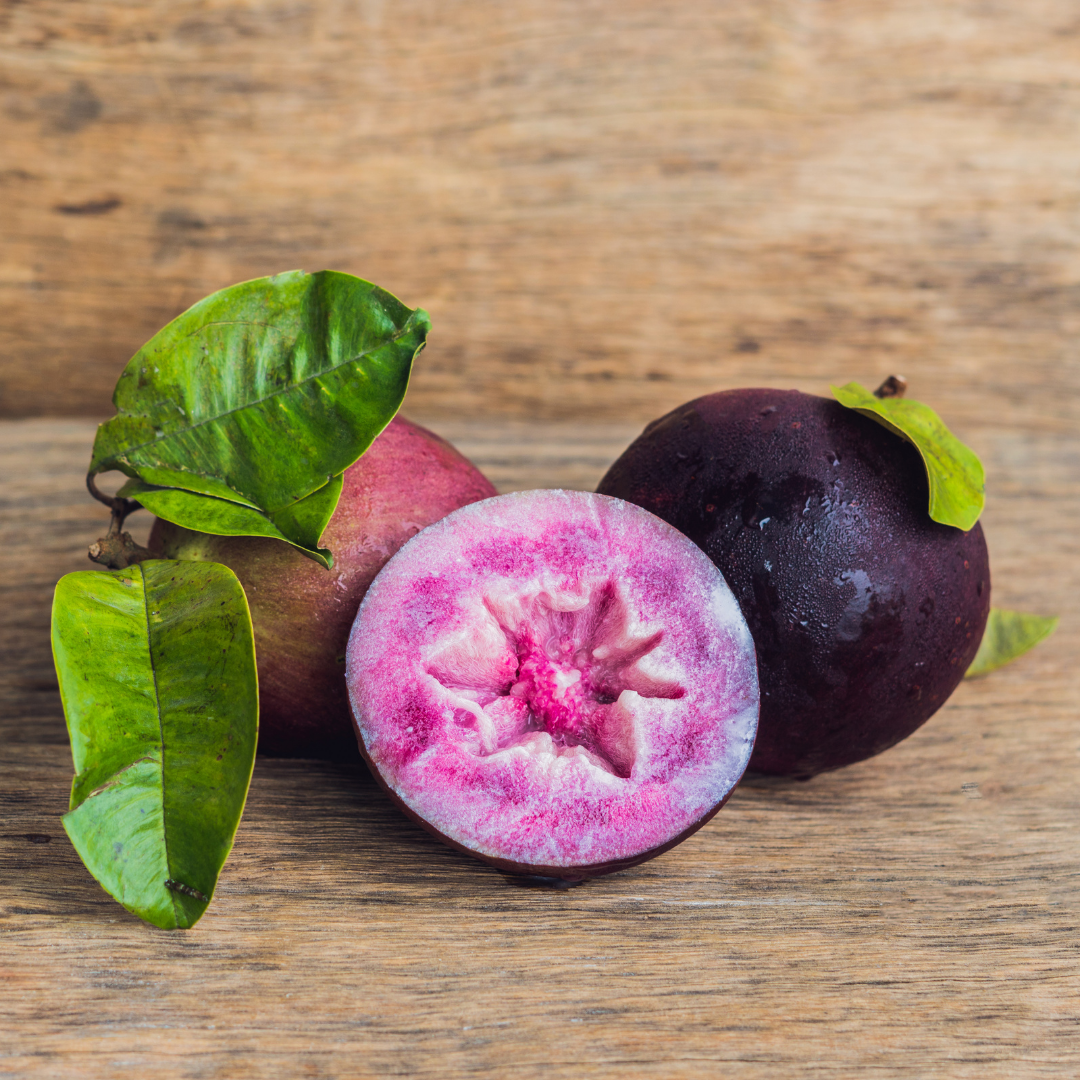 Milk Fruit / Star Apple - Purple - Chrysophyllum cainito Fruit Plant