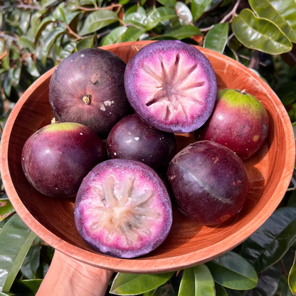 Milk Fruit / Star Apple - Purple - Chrysophyllum cainito Fruit Plant