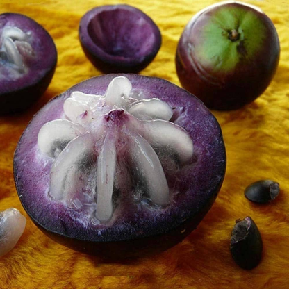 Milk Fruit / Star Apple - Purple - Chrysophyllum cainito Fruit Plant