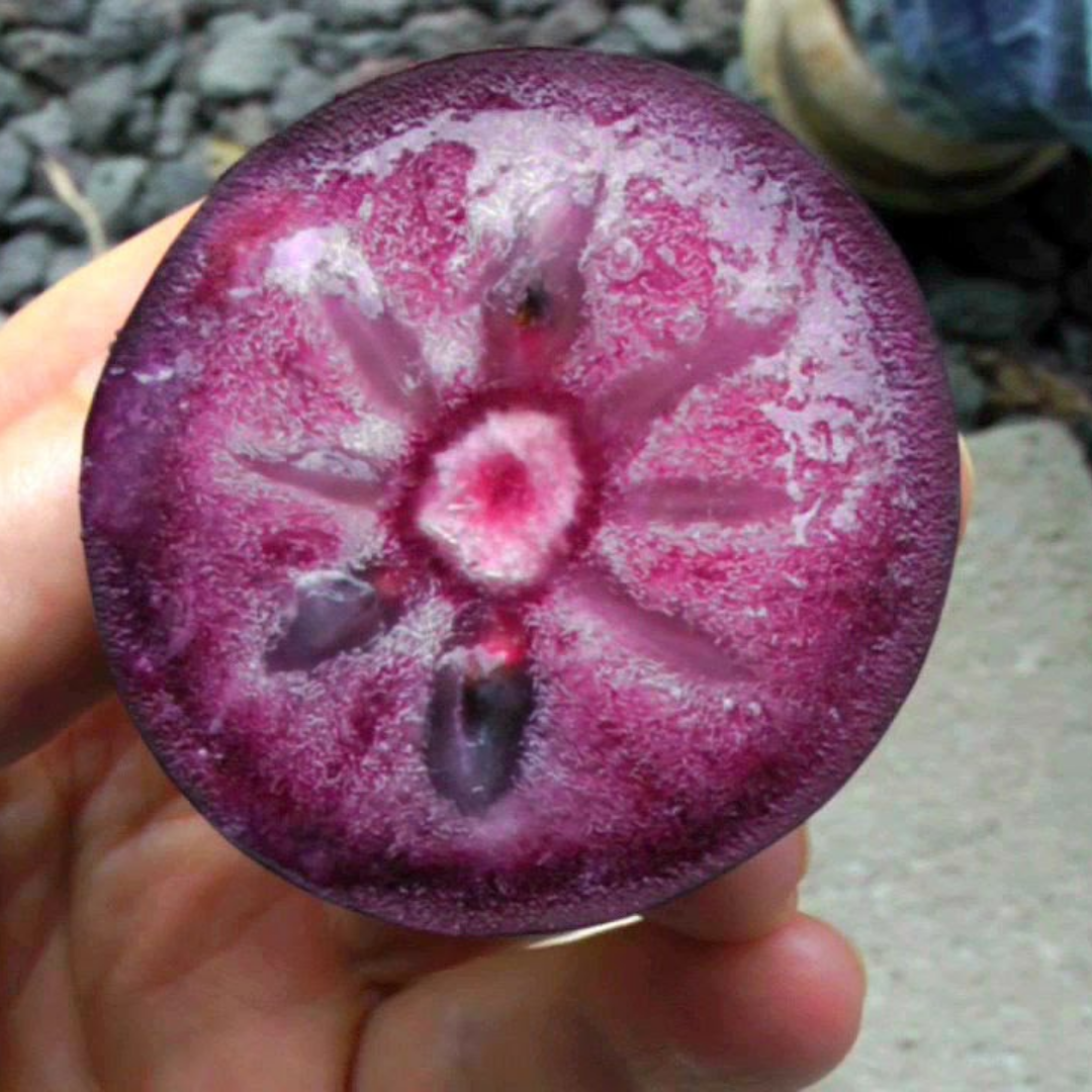 Milk Fruit / Star Apple - Purple - Chrysophyllum cainito Fruit Plant