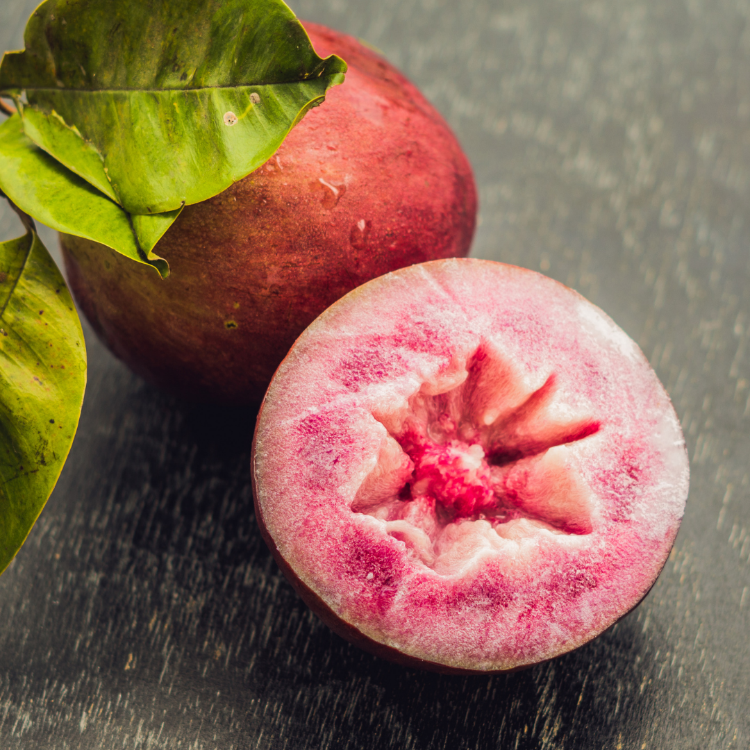 Milk Fruit / Star Apple - Red - Chrysophyllum cainito Fruit Plant