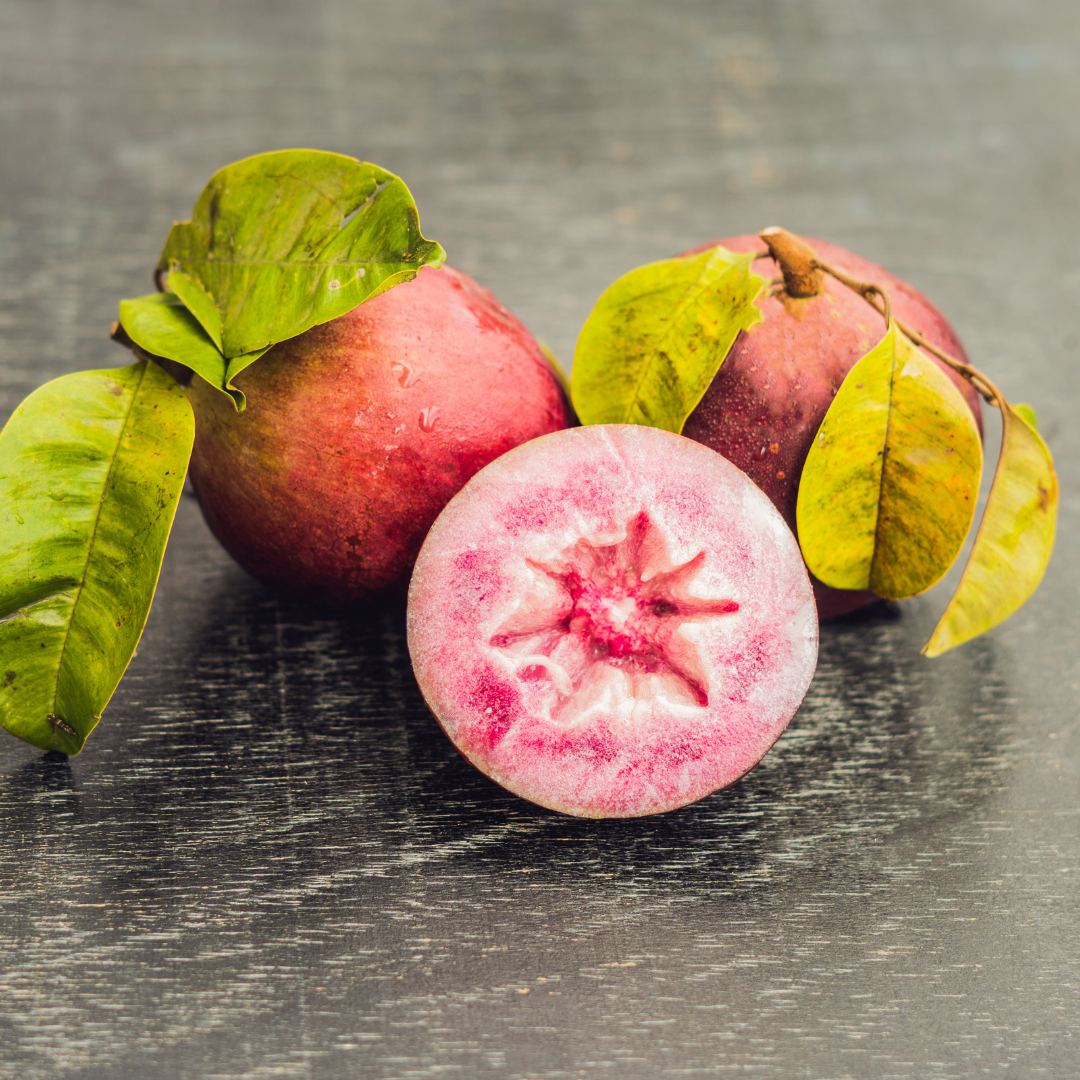 Milk Fruit / Star Apple - Red - Chrysophyllum cainito Fruit Plant