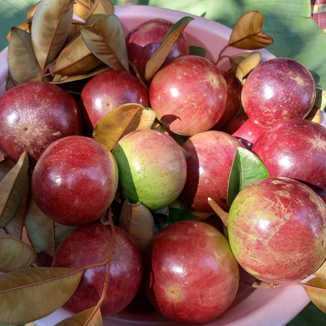 Milk Fruit / Star Apple - Red - Chrysophyllum cainito Fruit Plant