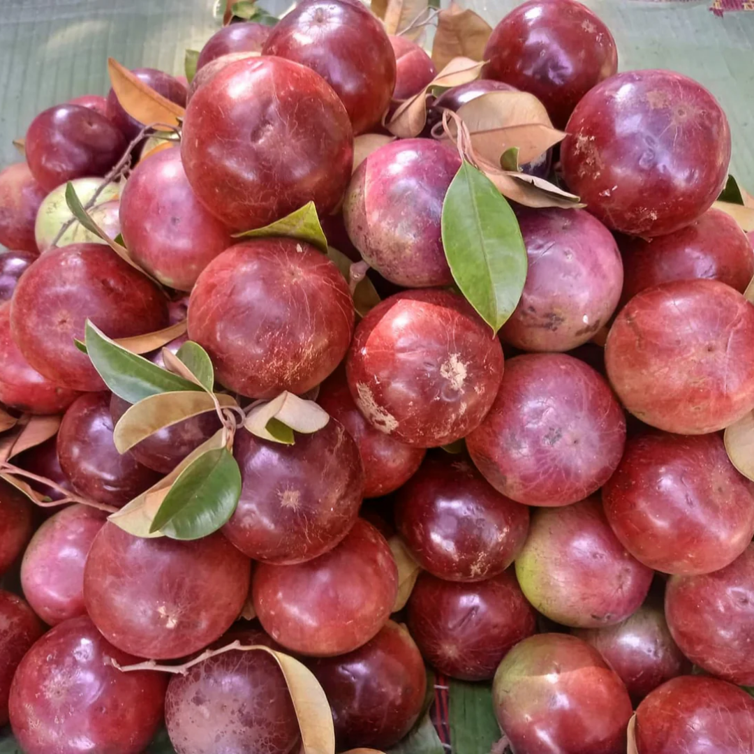 Milk Fruit / Star Apple - Red - Chrysophyllum cainito Fruit Plant