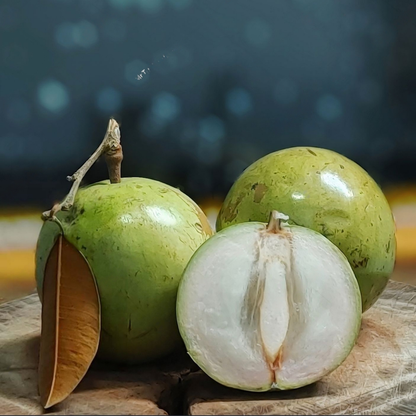 Milk Fruit / Star Apple - White - Chrysophyllum cainito Fruit Plant