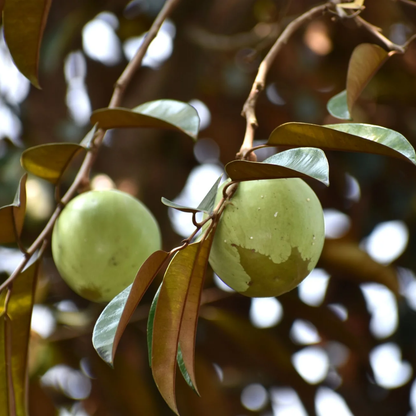 Milk Fruit / Star Apple - White - Chrysophyllum cainito Fruit Plant