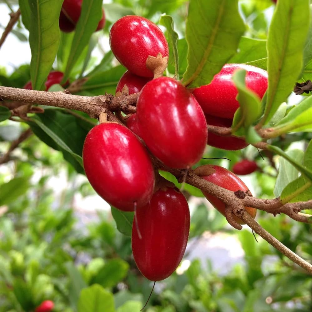 Miracle Fruit - Red - Synsepalum dulcificum Fruit Plant