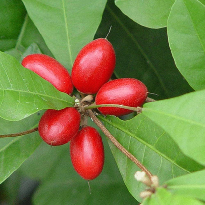 Miracle Fruit - Red - Synsepalum dulcificum Fruit Plant