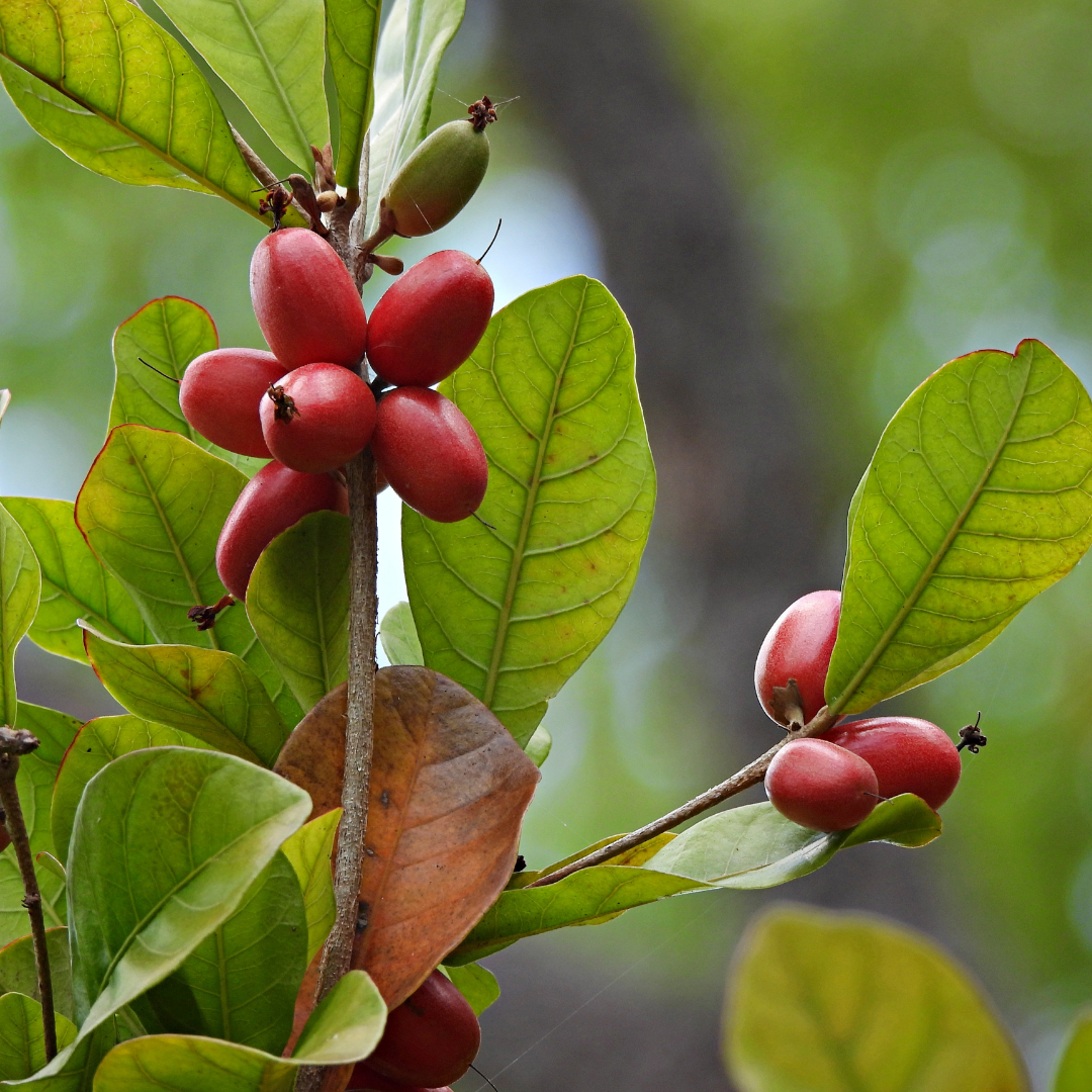 Miracle Fruit - Red - Synsepalum dulcificum Fruit Plant