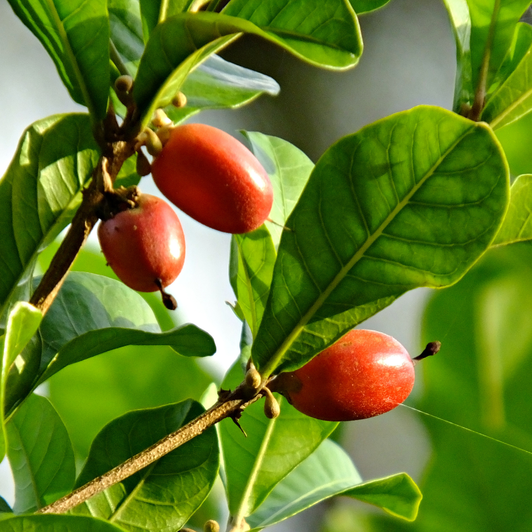 Miracle Fruit - Red - Synsepalum dulcificum Fruit Plant