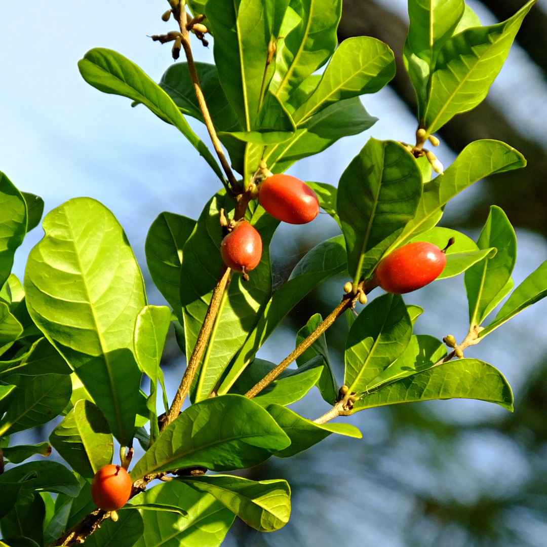 Miracle Fruit - Red - Synsepalum dulcificum Fruit Plant