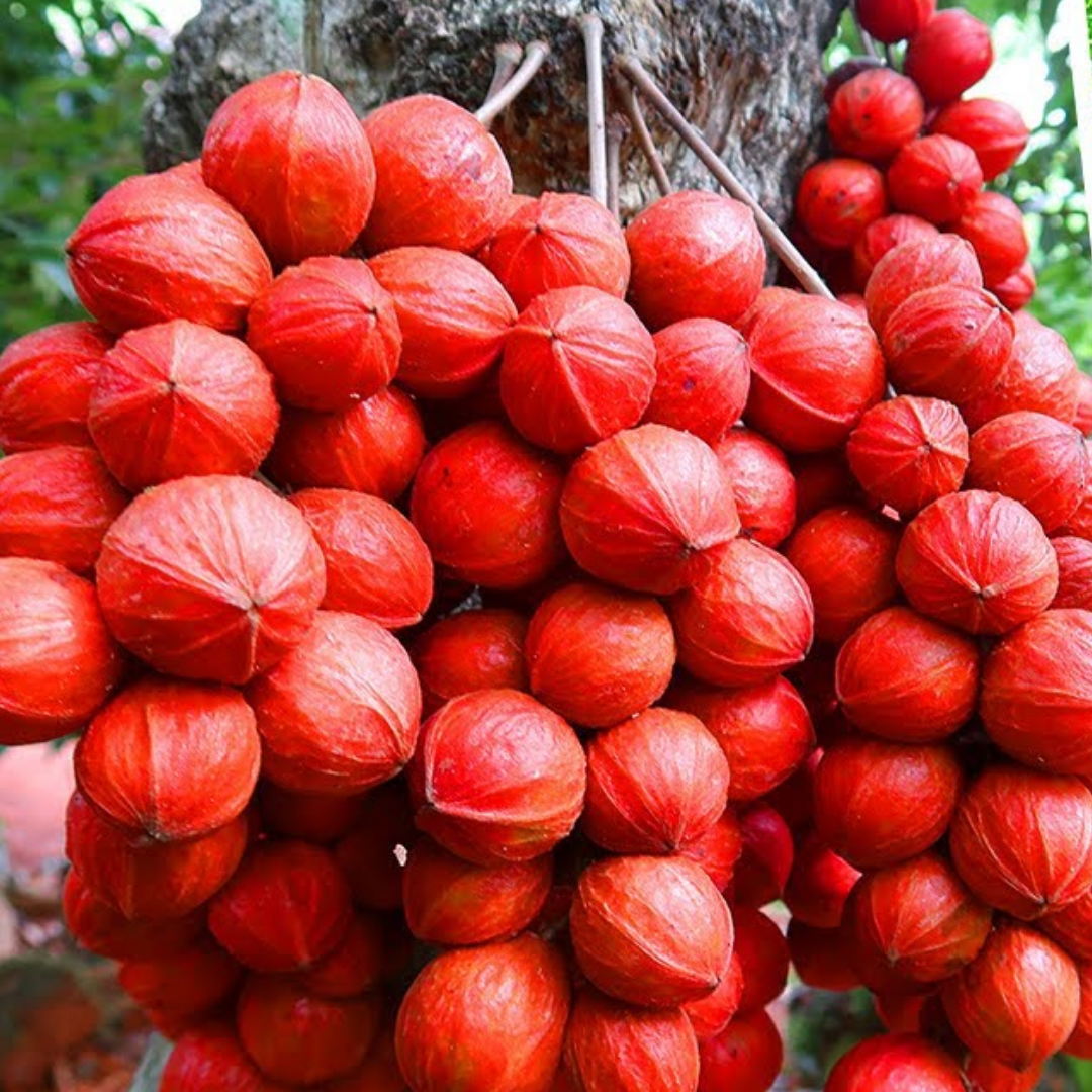 Mooty Fruit - Red - Baccaurea Courtallensis Fruit Plant