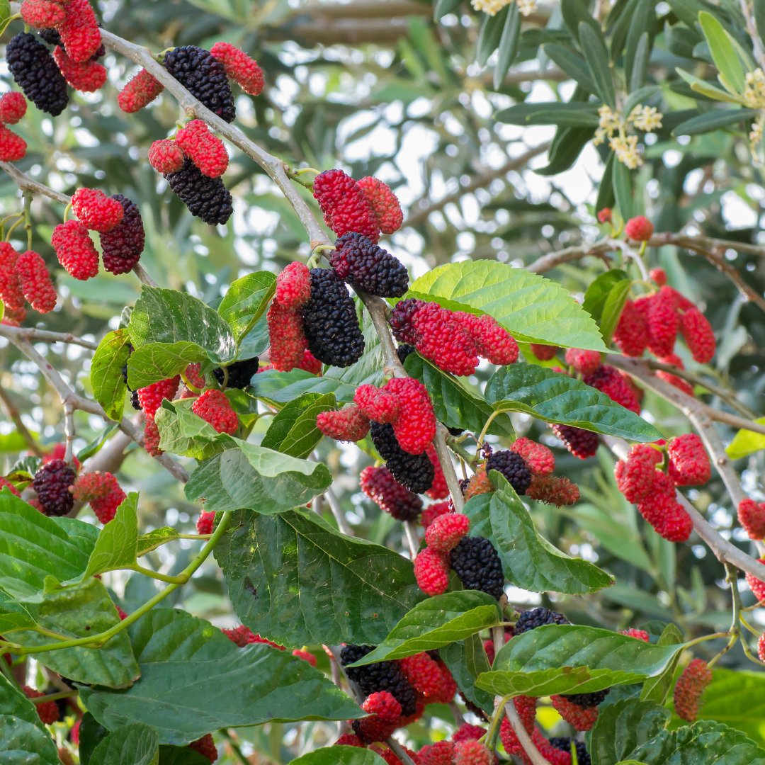 Black Mulberry Fruit Plant