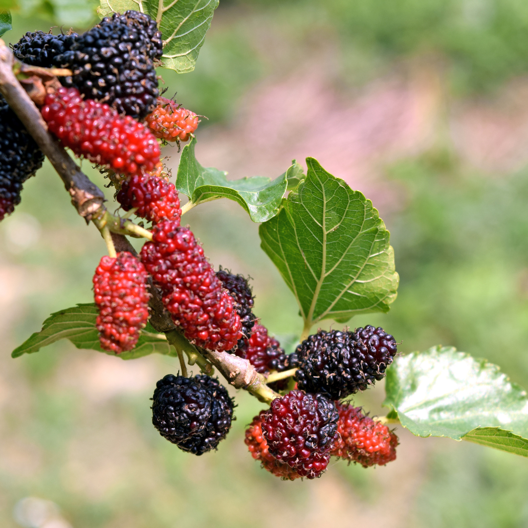 Black Mulberry Fruit Plant