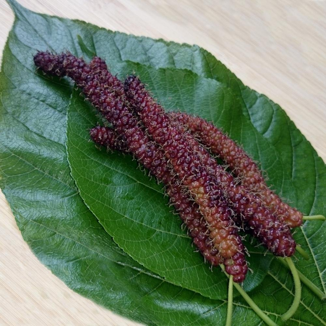 Brazilian Long Mulberry Fruit Plant