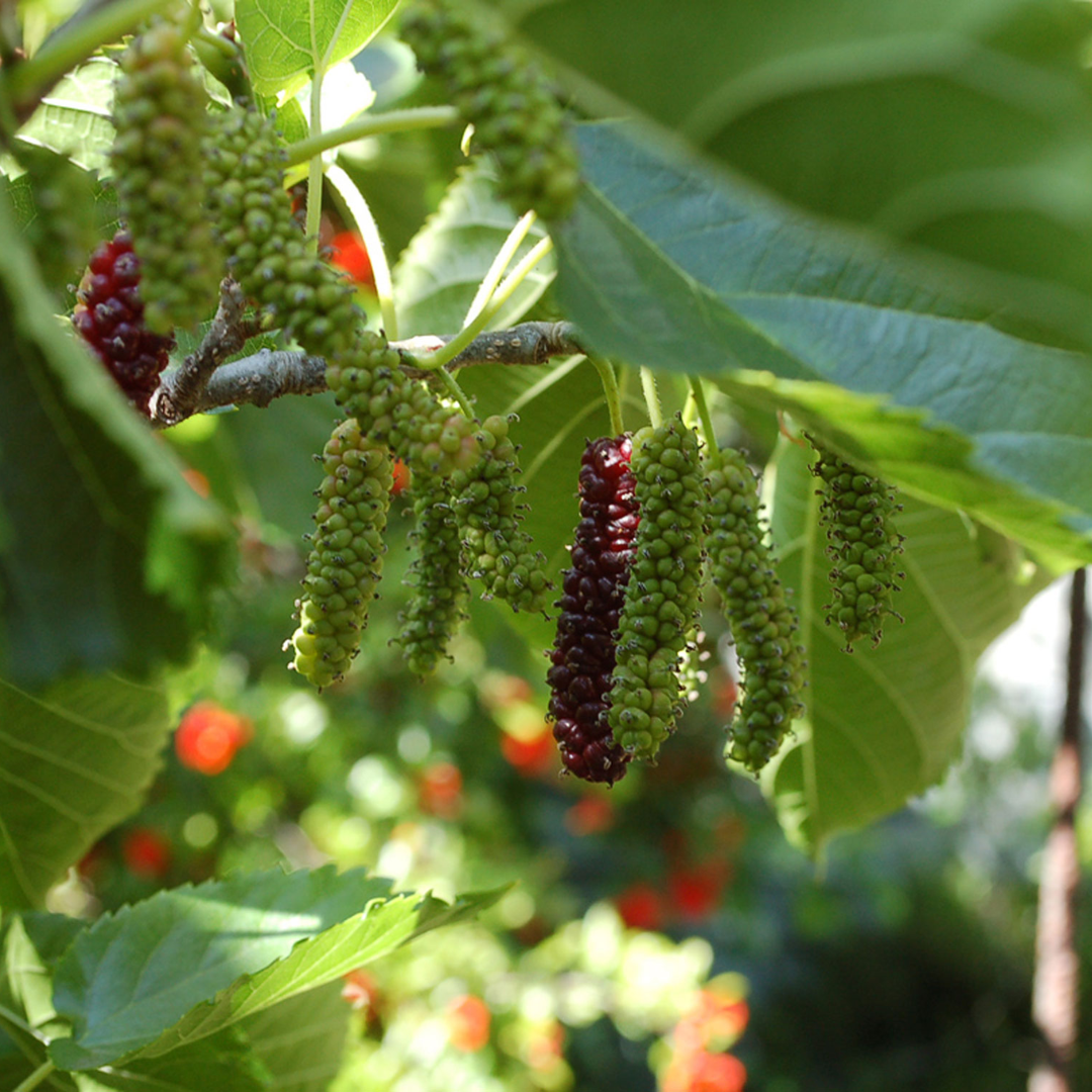 Brazilian Long Mulberry Fruit Plant