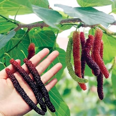 Mulberry - Black Long - Fruit Plant