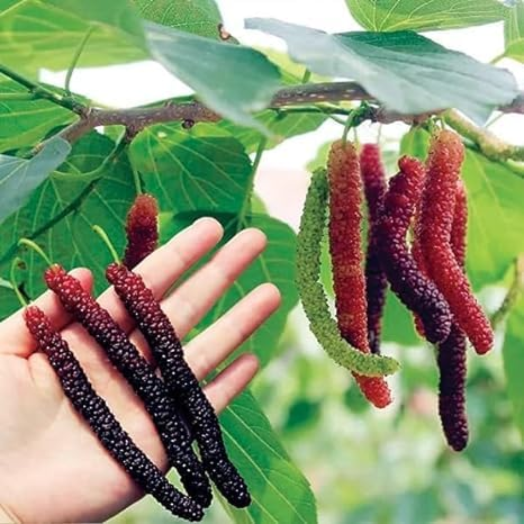 Mulberry - Pakistan Long- Fruit Plant