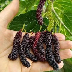 Mulberry - Black Long - Fruit Plant
