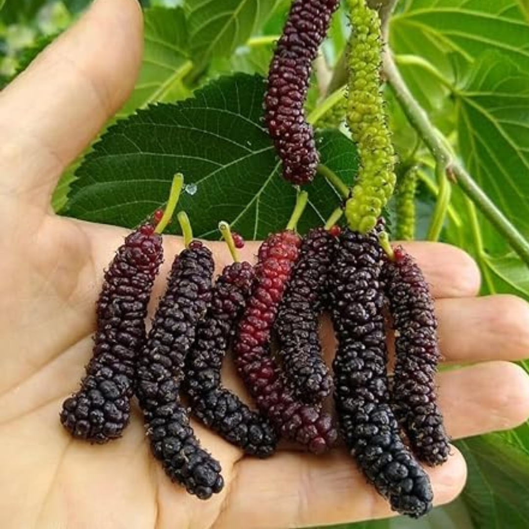 Mulberry - Pakistan Long- Fruit Plant