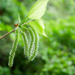 Mulberry - Black Long - Fruit Plant