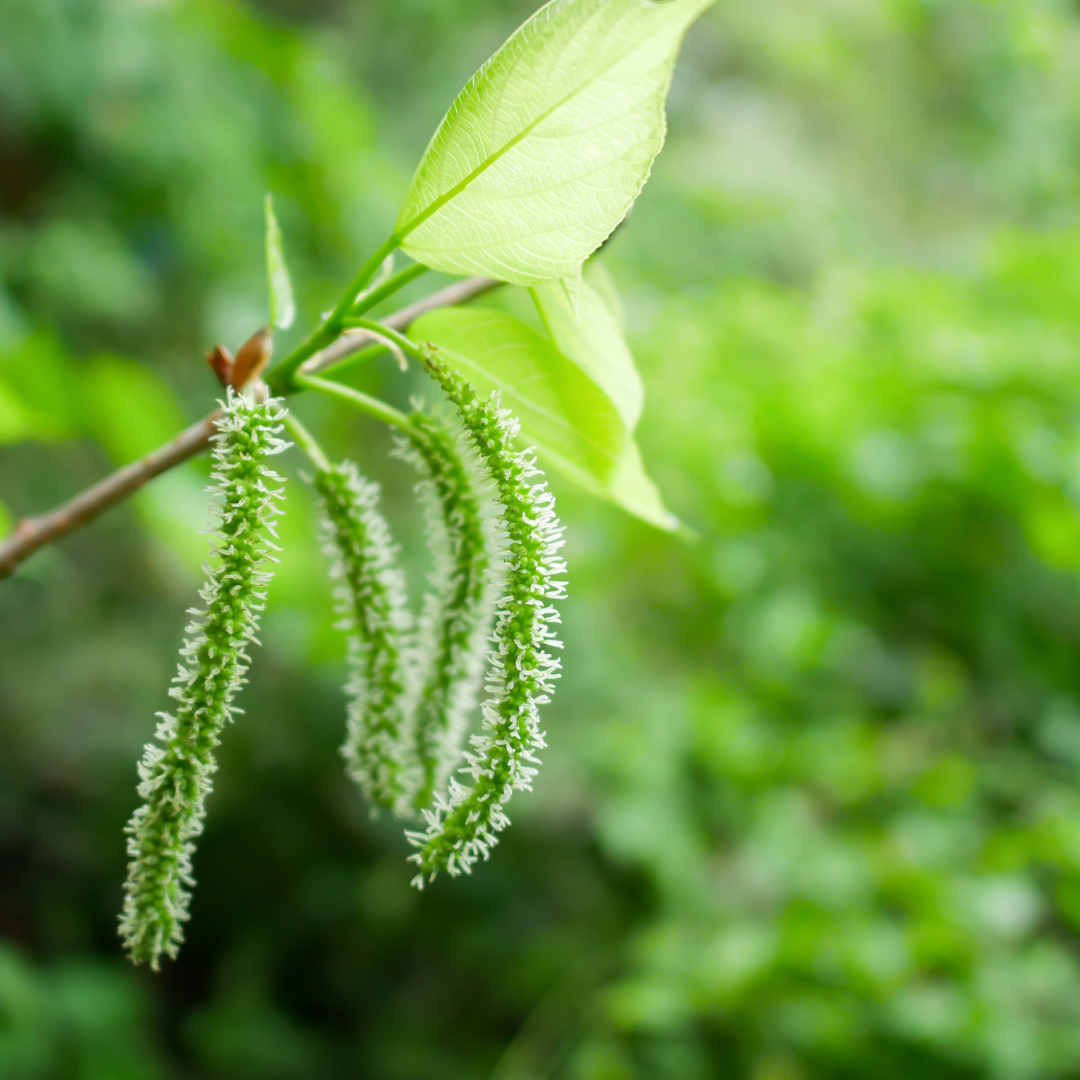 Mulberry - Pakistan Long- Fruit Plant