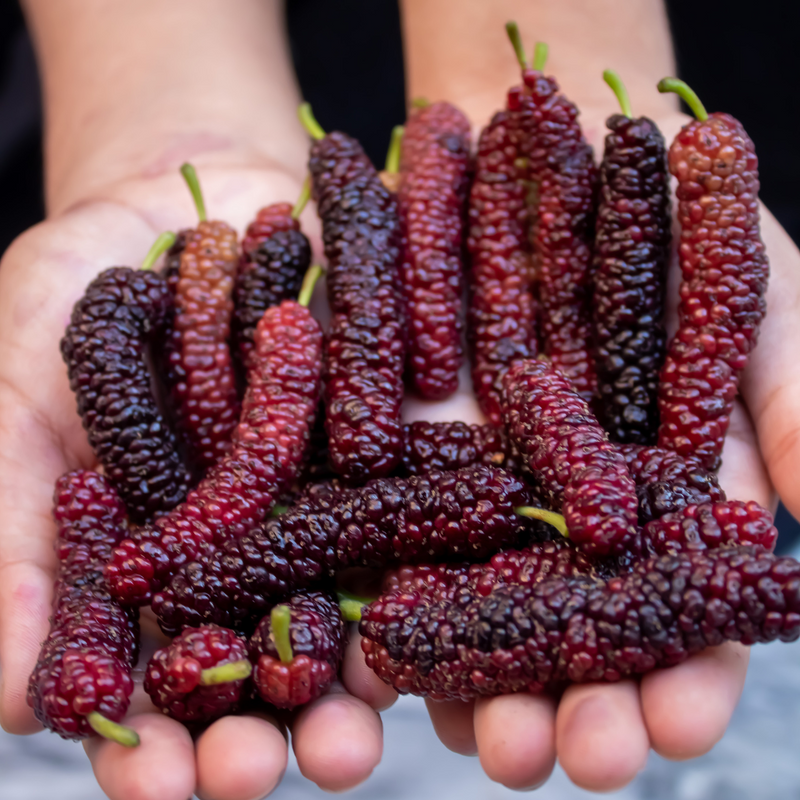 Mulberry - Black Long - Fruit Plant