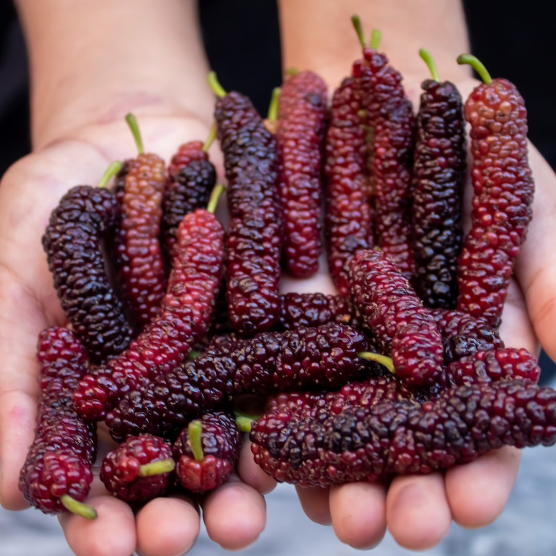 Mulberry - Pakistan Long- Fruit Plant