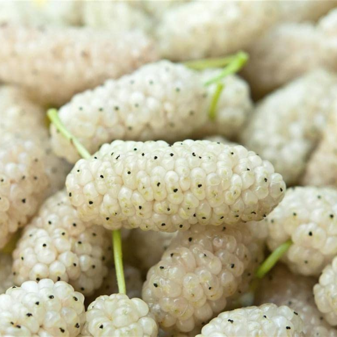 White Mulberry Fruit Plant