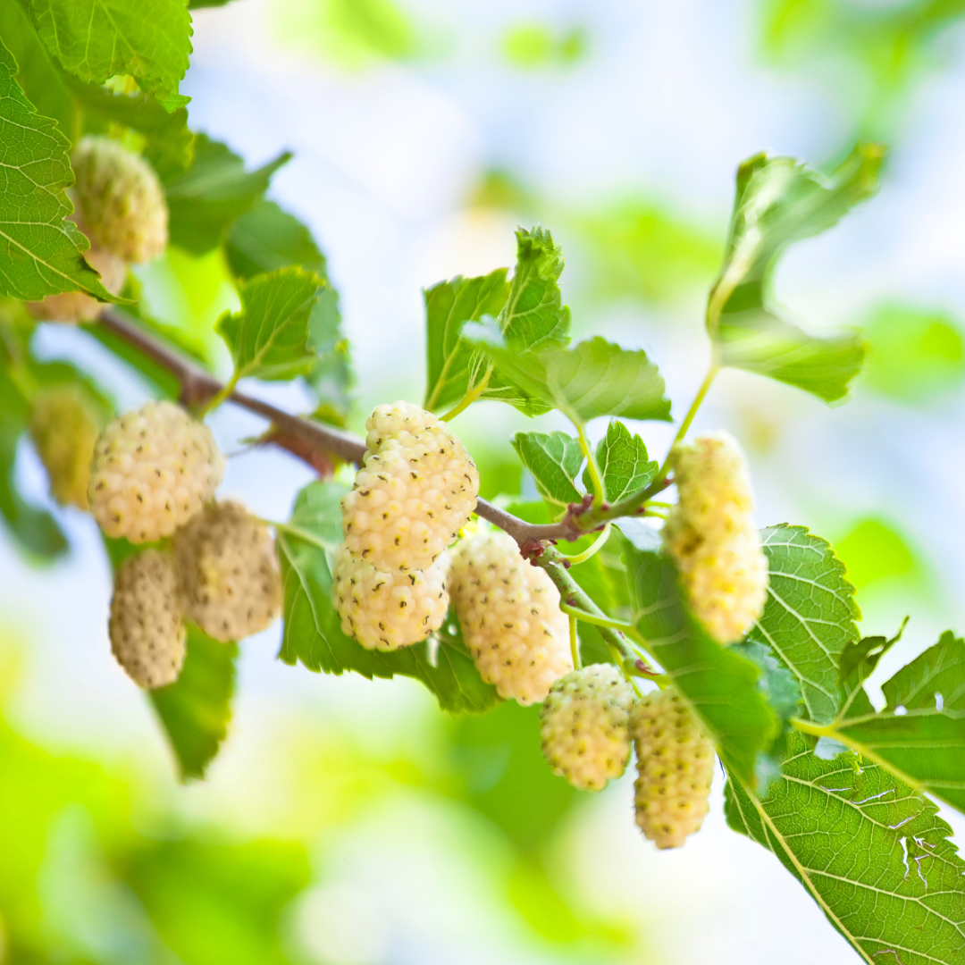 White Mulberry Fruit Plant