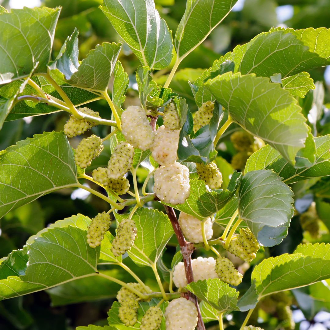 White Mulberry Fruit Plant