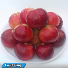 Guava - Punjab Red Apple - Hybrid Fruit Plant
