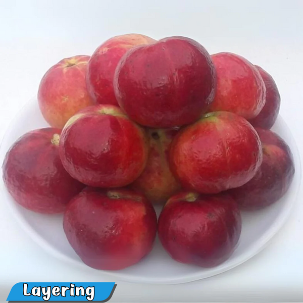 Guava - Punjab Red Apple - Hybrid Fruit Plant