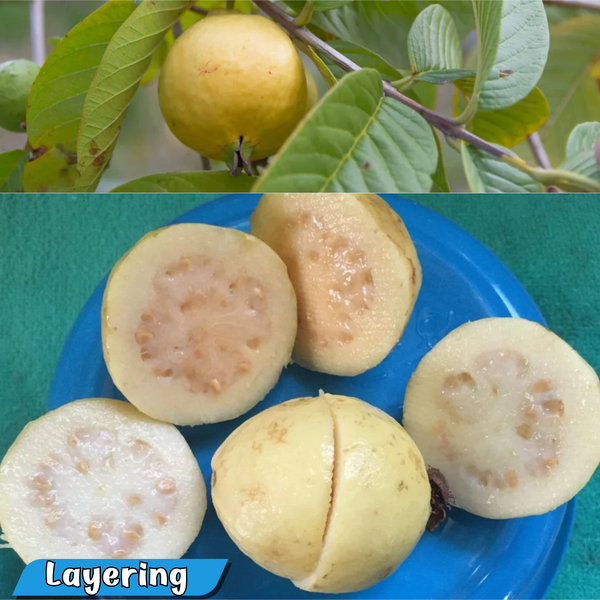 Guava - Mexican Cream - Hybrid Fruit Plant