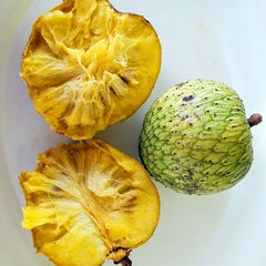 Mountain Soursop (Annona Montana) Fruit Plant