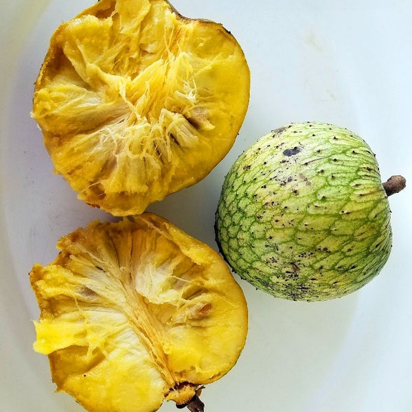 Mountain Soursop (Annona Montana) Fruit Plant