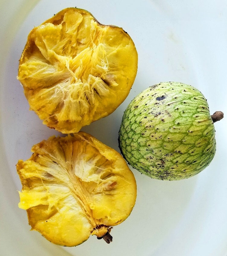 Mountain Soursop (Annona Montana) Fruit Plant