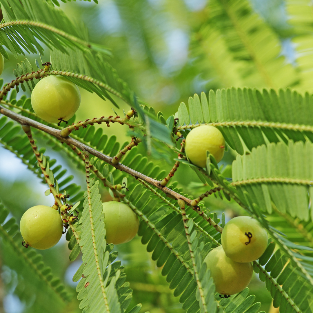 Indian Gooseberry / Amla / Phyllanthus emblica - Fruit Plant