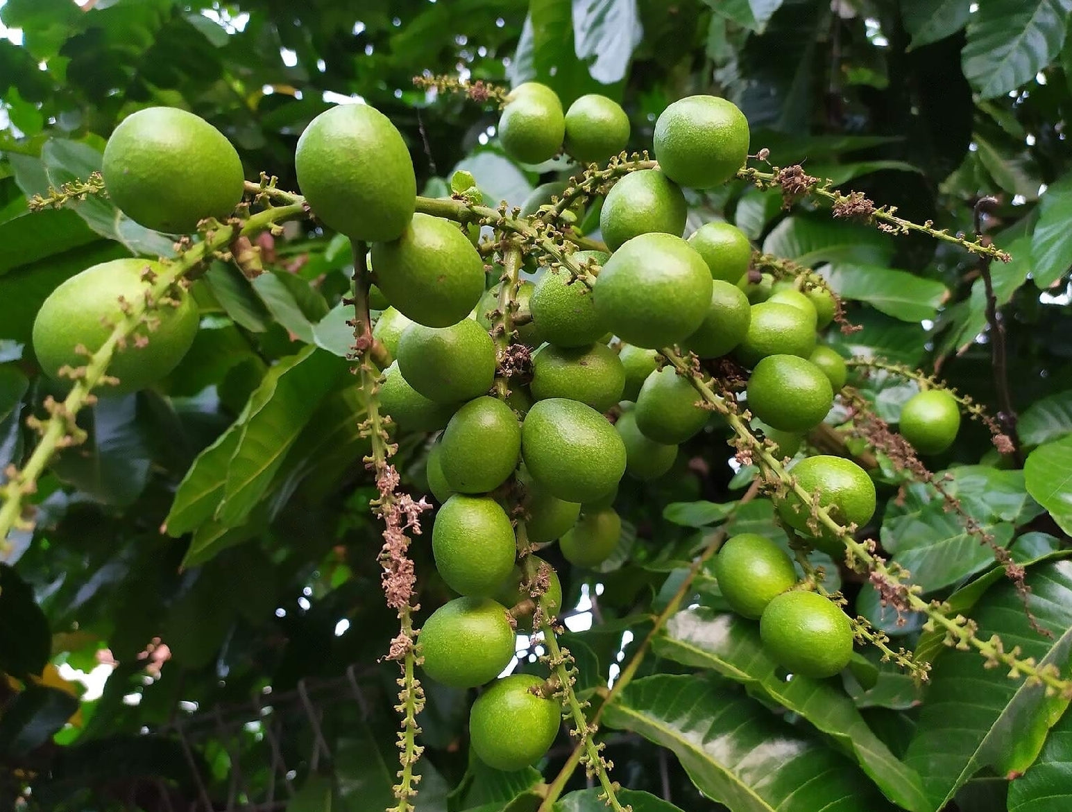 Green Matoa (Pometia Pinnata) Fruit Plant