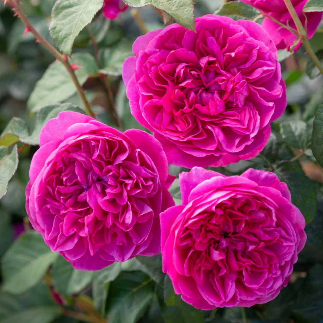 Rose - Ordinary - Hybrid Flower Plant