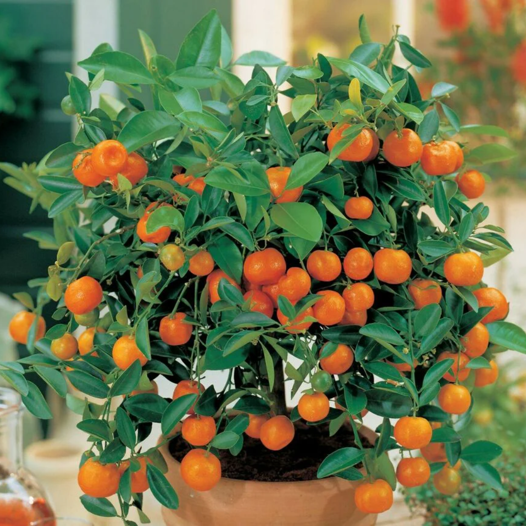 Citrus Orange - Chinese Bush Orange - Hybrid Fruit Plant