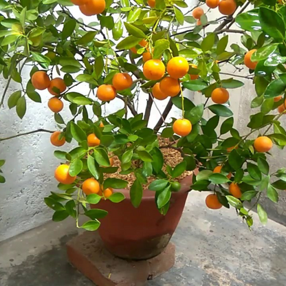 Citrus Orange - Chinese Bush Orange - Hybrid Fruit Plant