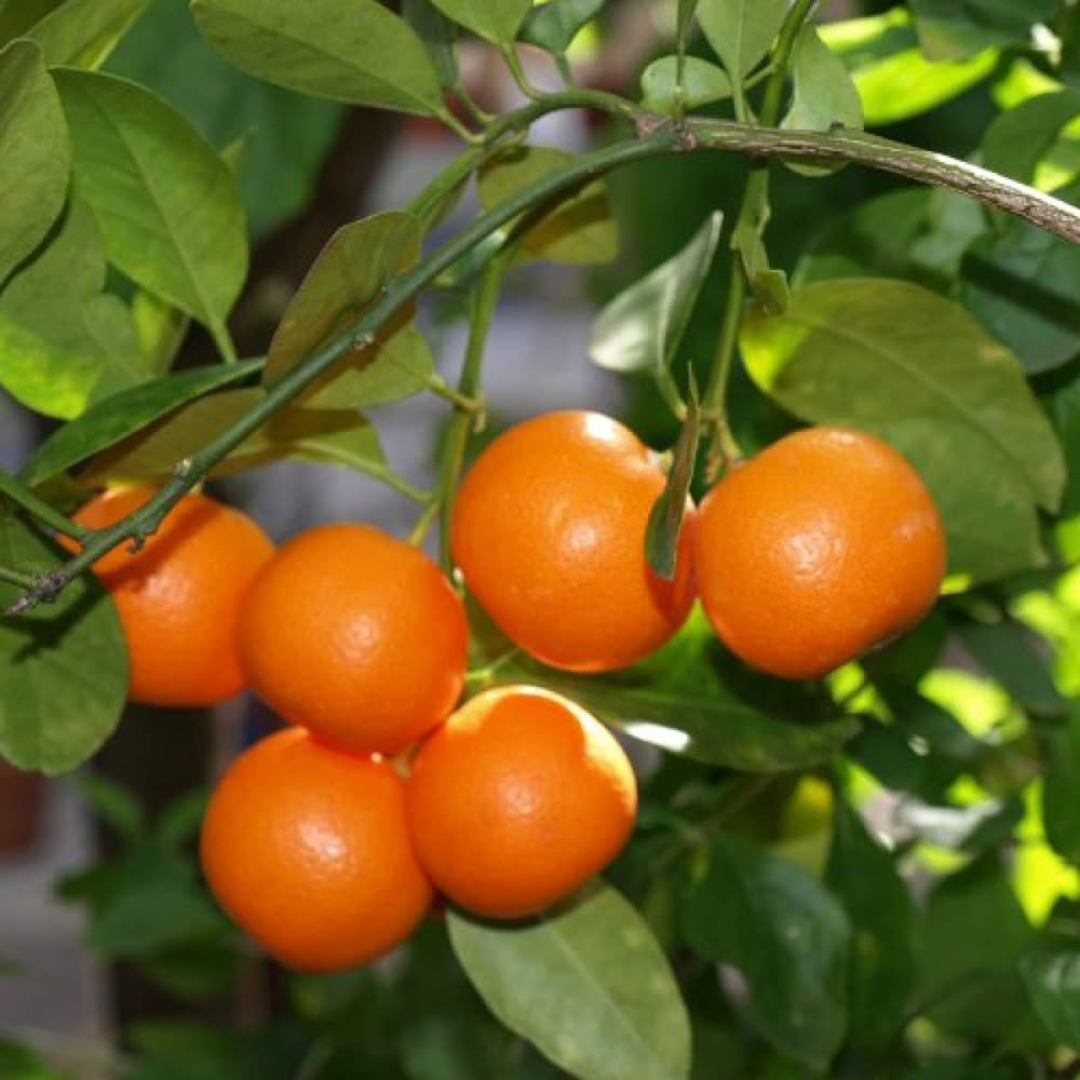 Citrus Orange - Chinese Bush Orange - Hybrid Fruit Plant