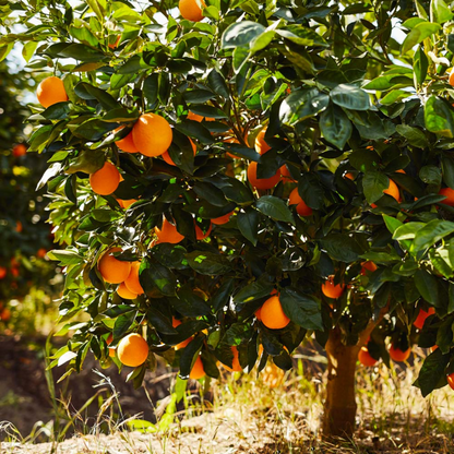 Citrus Orange - Dwarf Orange - Hybrid Fruit Plant