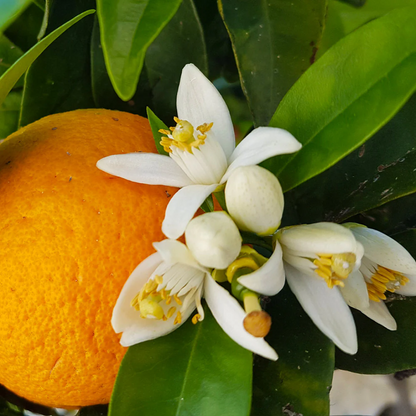 Citrus Orange - Dwarf Orange - Hybrid Fruit Plant