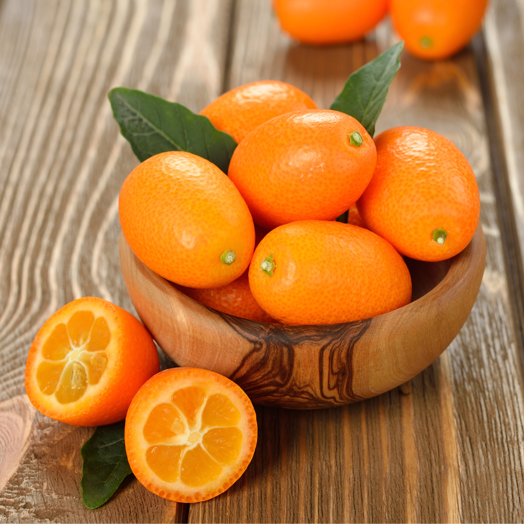 Citrus Orange - Israel Kumquat Orange - Hybrid Fruit Plant