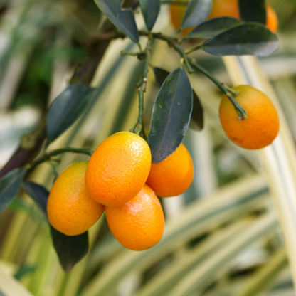 Citrus Orange - Israel Kumquat Orange - Hybrid Fruit Plant