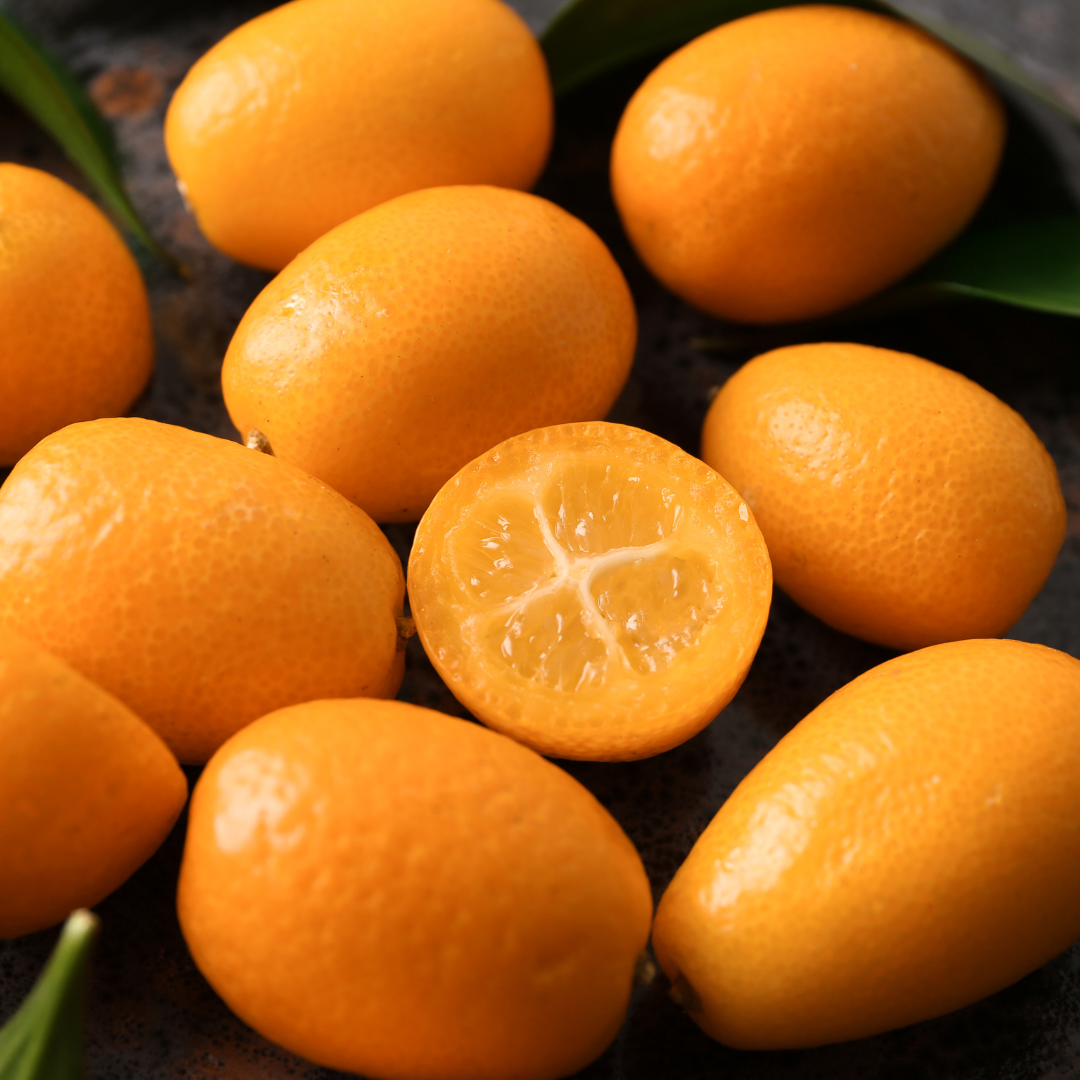 Citrus Orange - Israel Kumquat Orange - Hybrid Fruit Plant