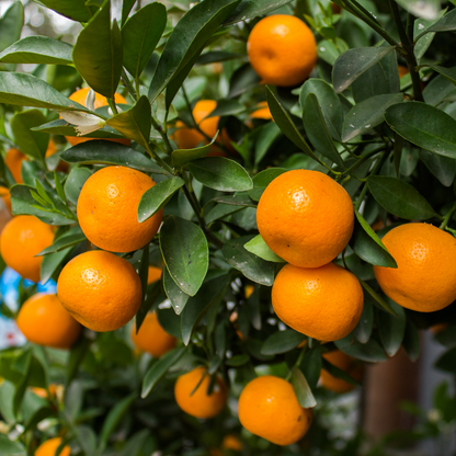 Citrus Orange - Mandarin Orange - Hybrid Fruit Plant