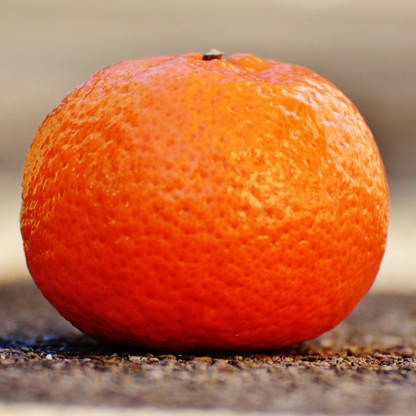 Citrus Orange - Mandarin Orange - Hybrid Fruit Plant